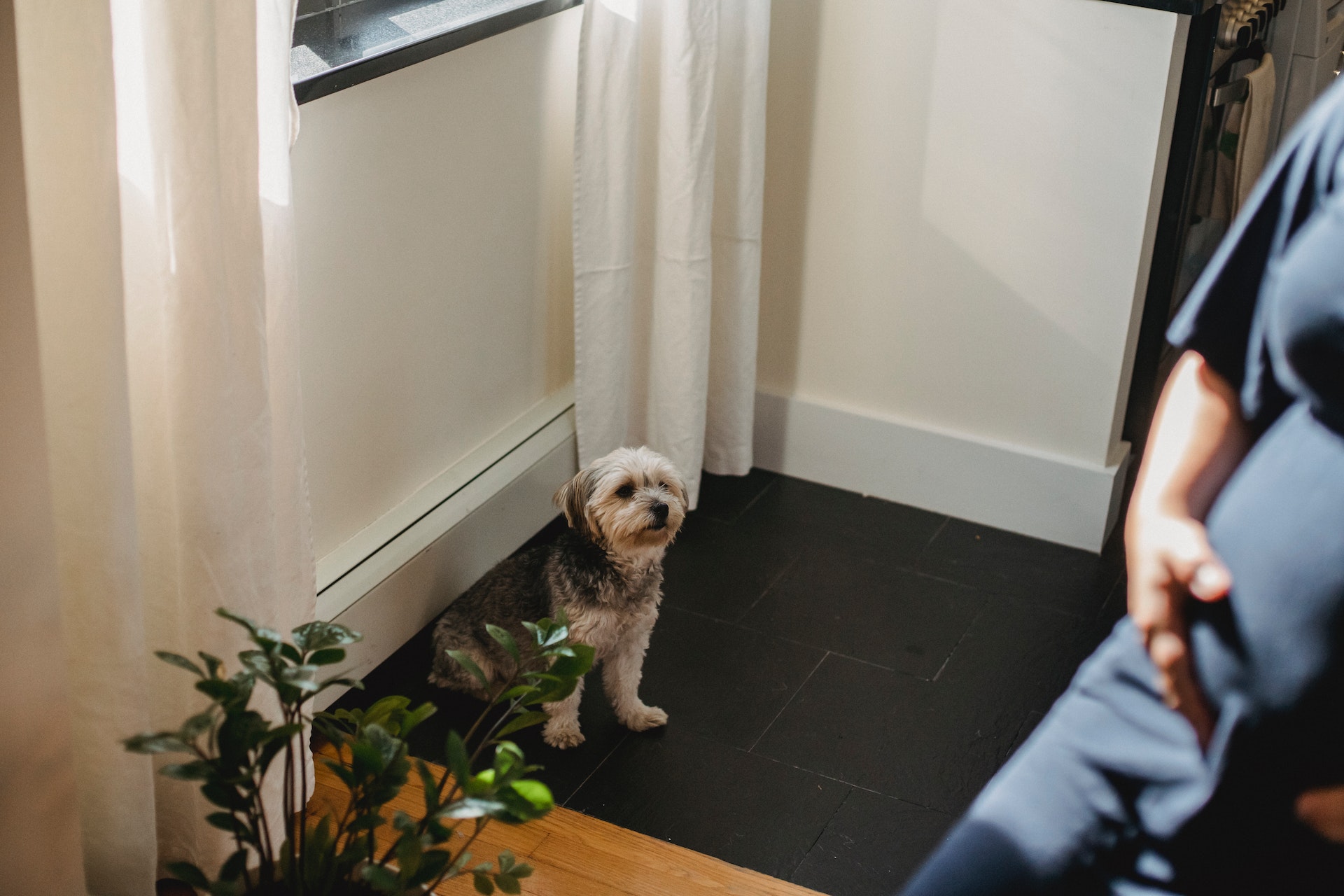 A dog sitting by a door waiting for their parent