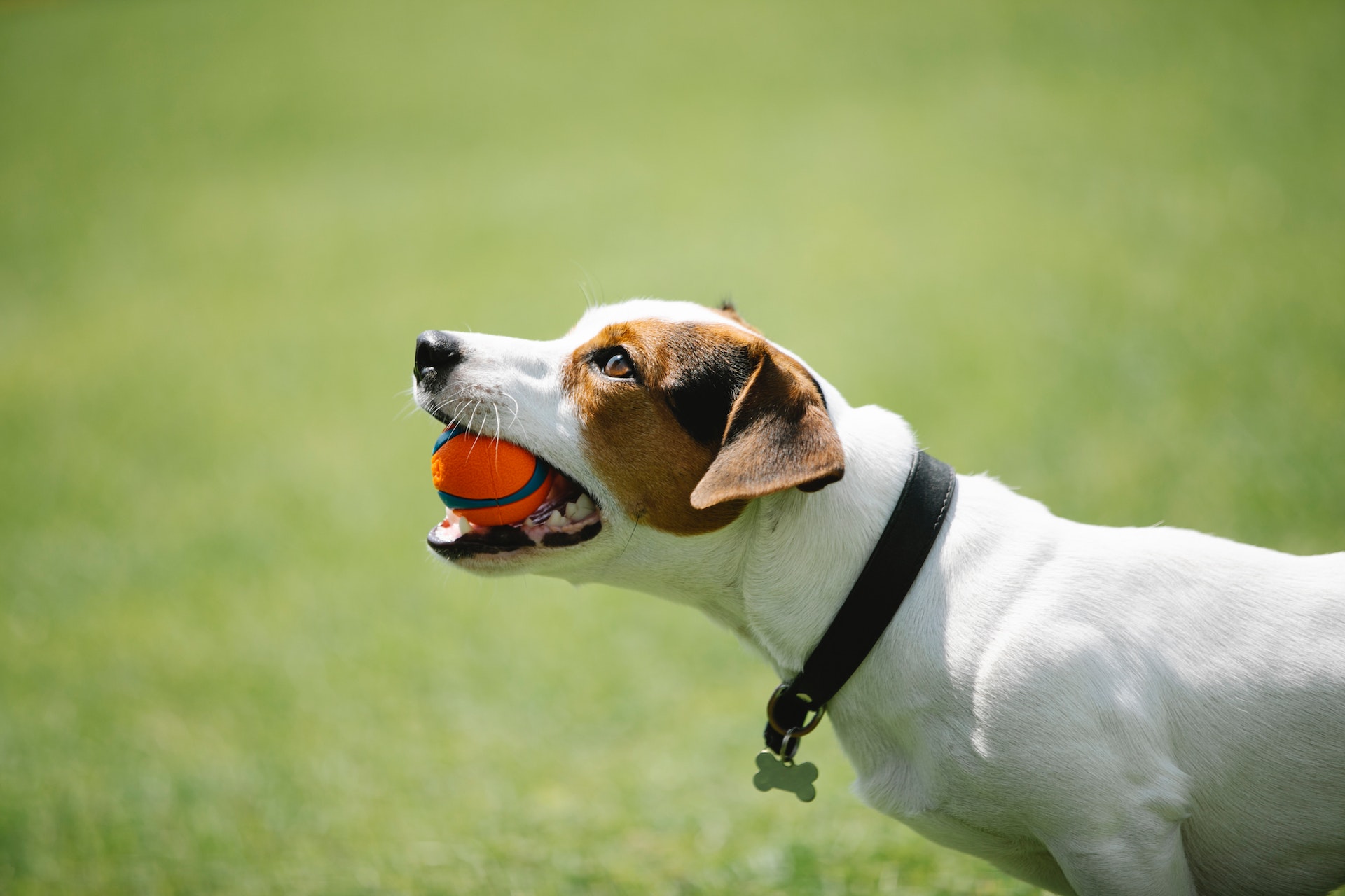 A dog standing in a lawn, wearing a collar with an ID tag