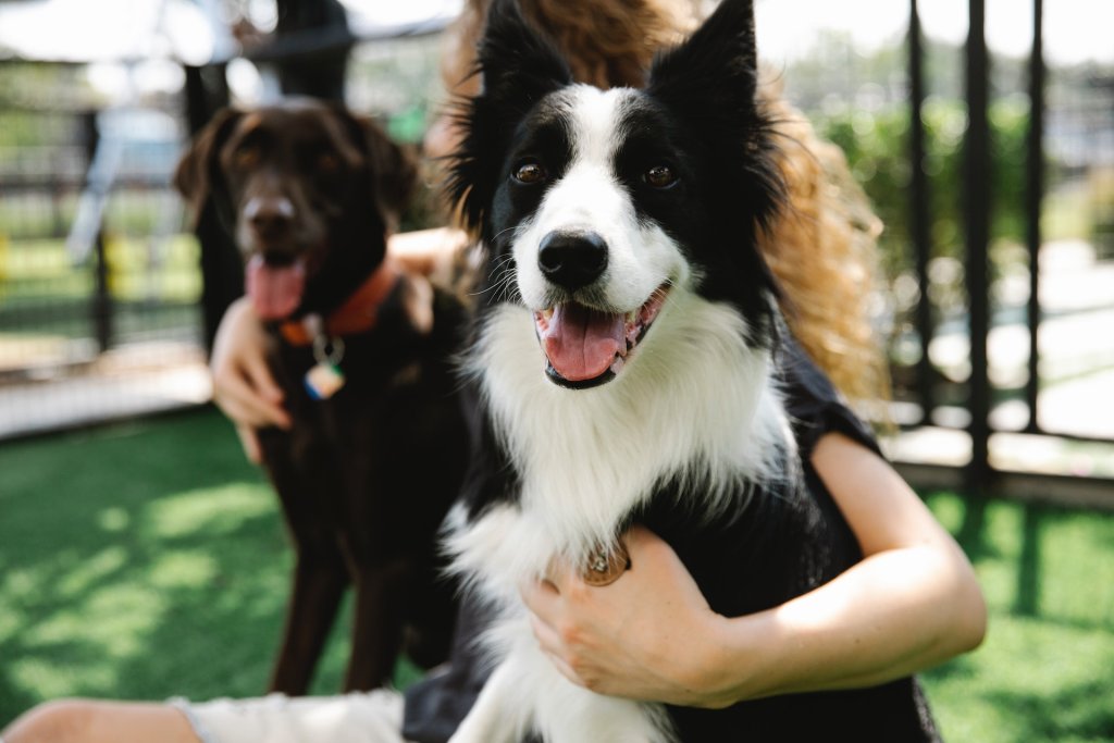 A woman hugging two dogs in a green outdoor space