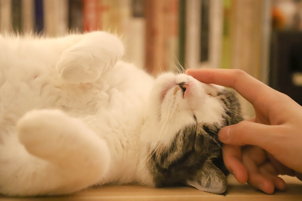 A woman stroking her cat as they lie on a table