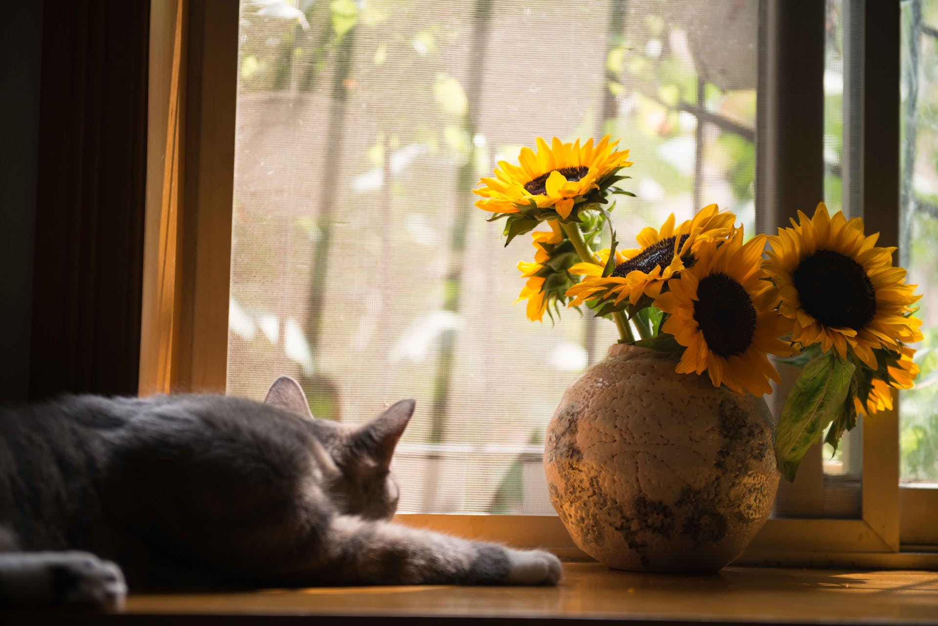 Un gato tumbado en una mesa en una zona interior junto a un jarrón con girasoles