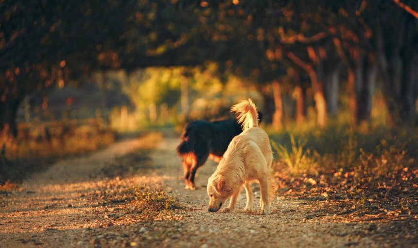 A dog sniffing around the ground outdoors