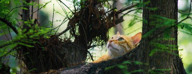 A cat hiding behind a tree outdoors