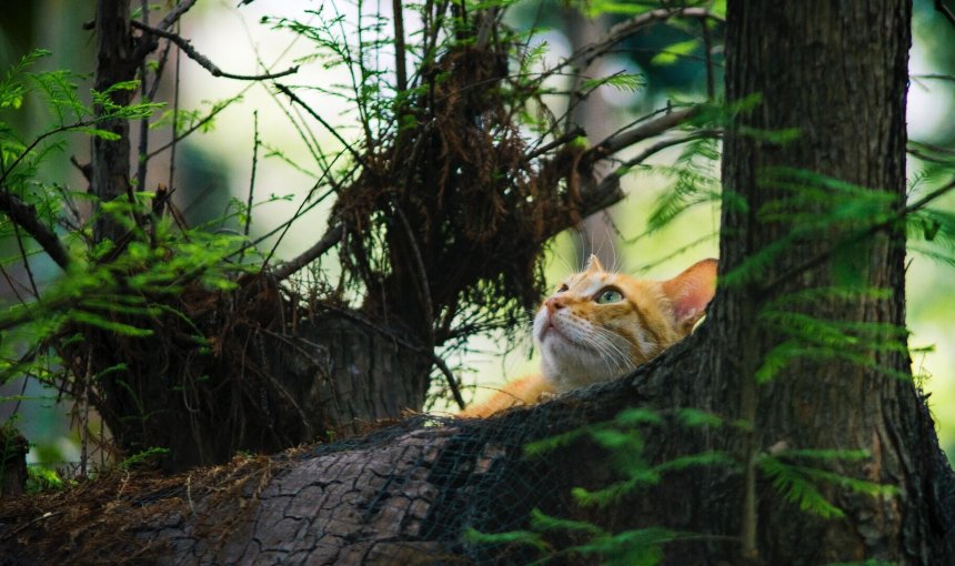 A cat hiding behind a tree outdoors