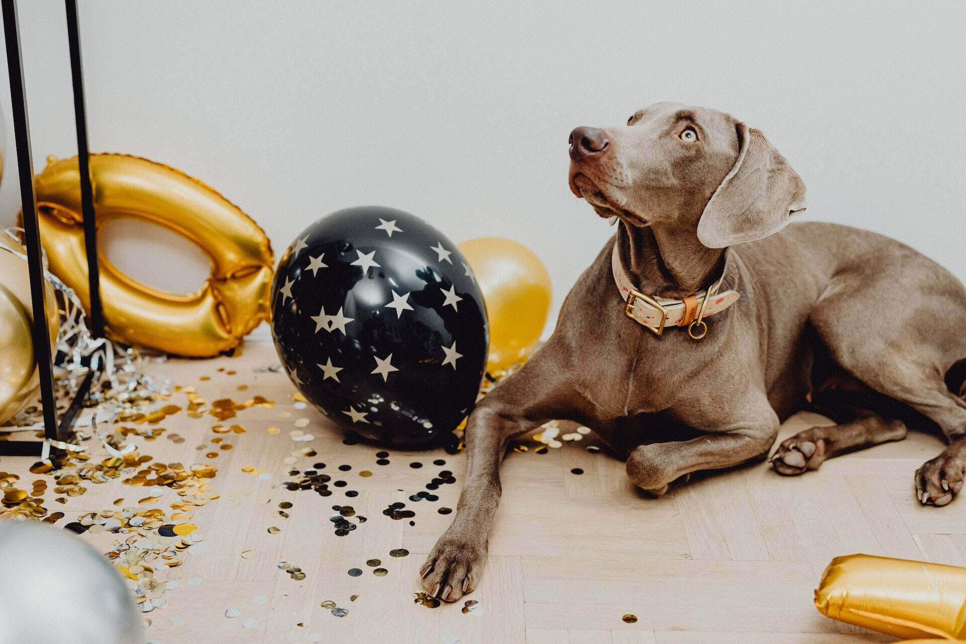 A dog sitting on the floor besides party decorations.