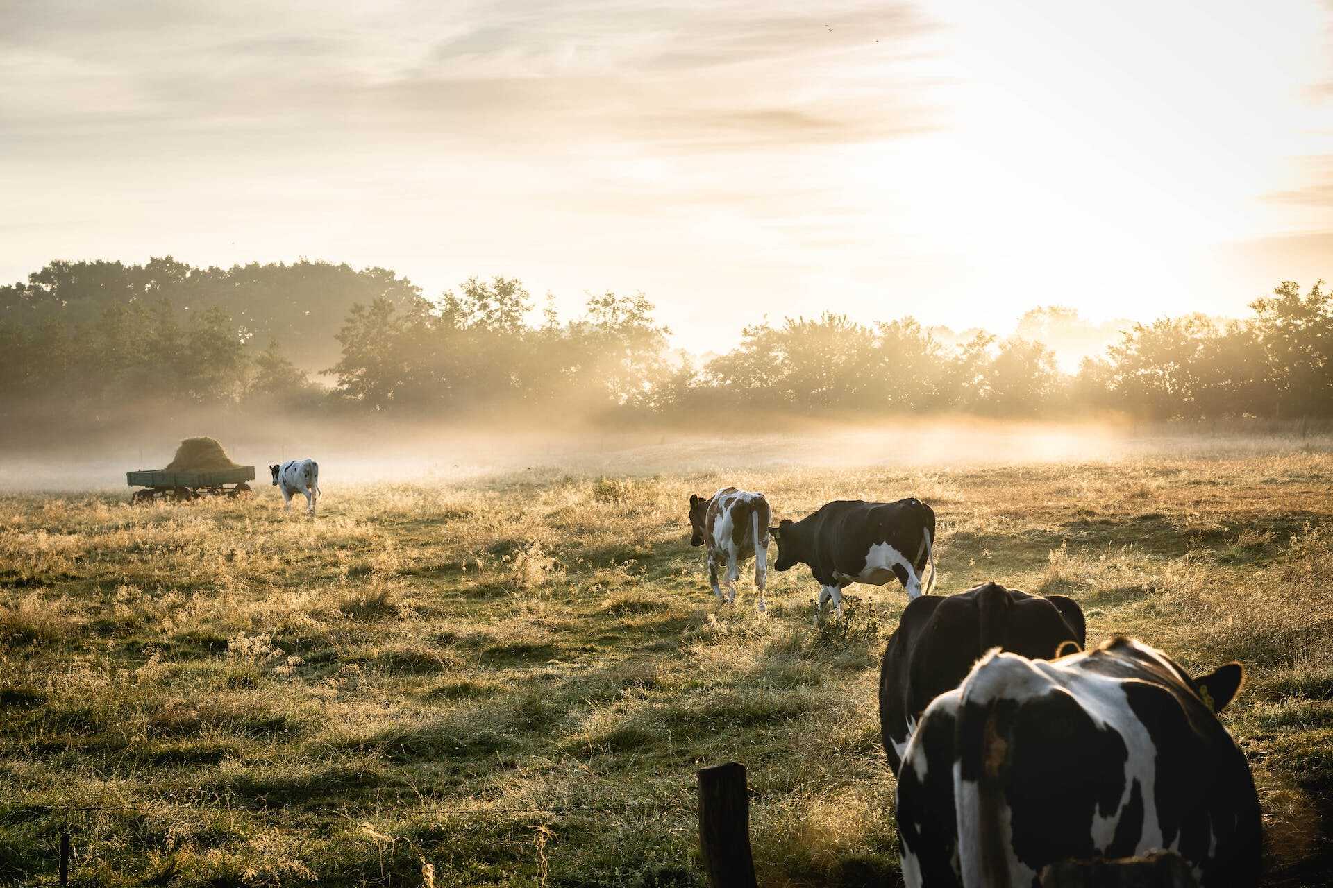 Vacas en un campo vallado por una valla virtual