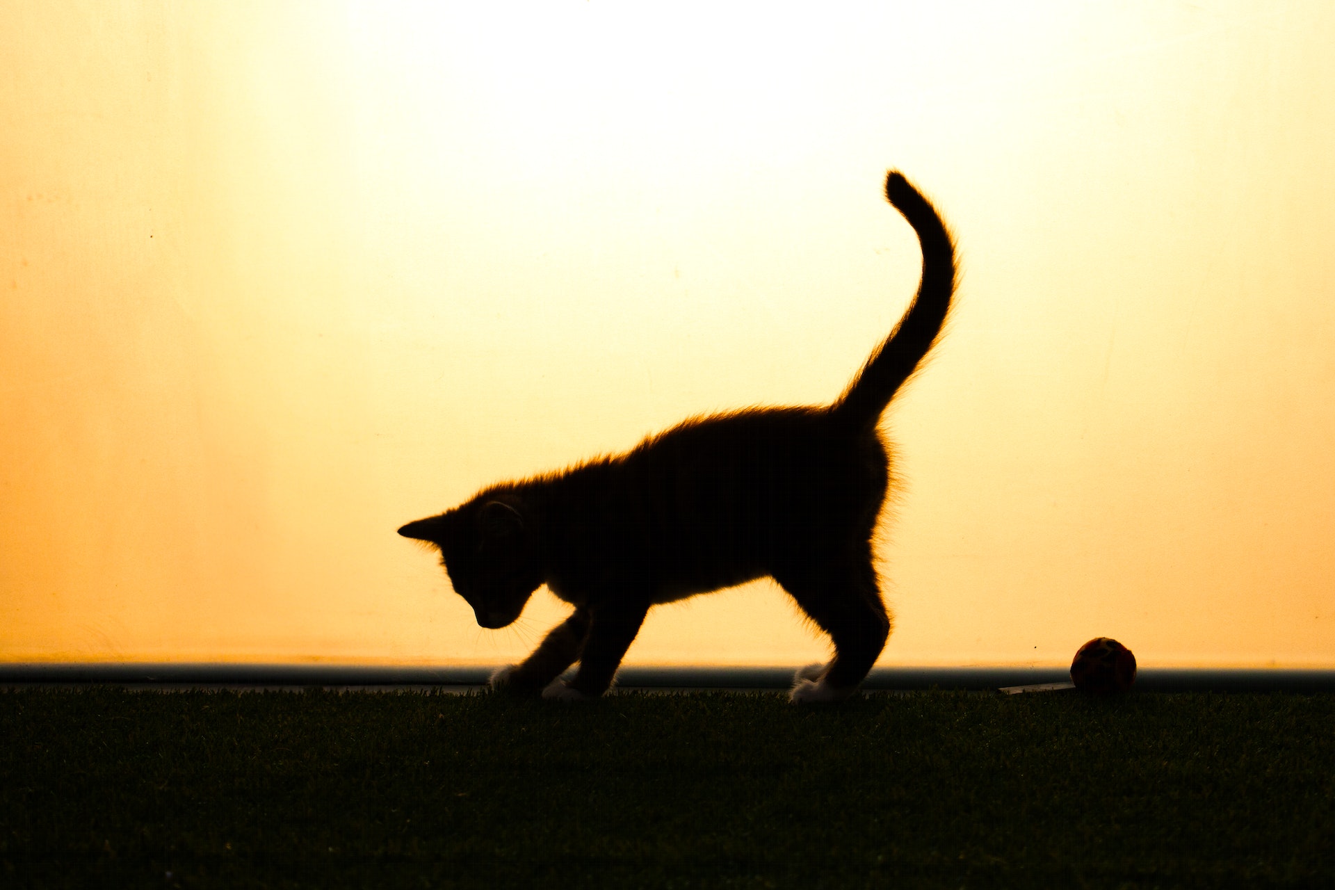 A cat stretching to get some exercise