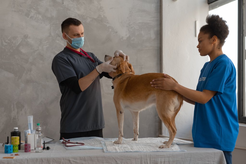 Tierarzt untersucht einen älteren Hund