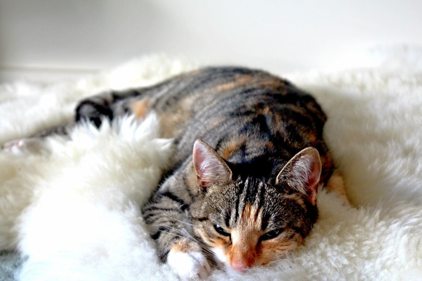 A cat making biscuits against a soft blanket before sleep