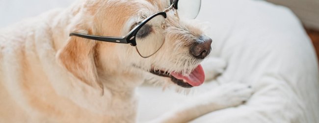 Älterer Hund liegt auf dem Bett und trägt eine Brille