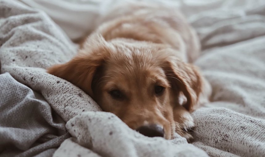 Welpe liegt im Bett auf einer Bettdecke