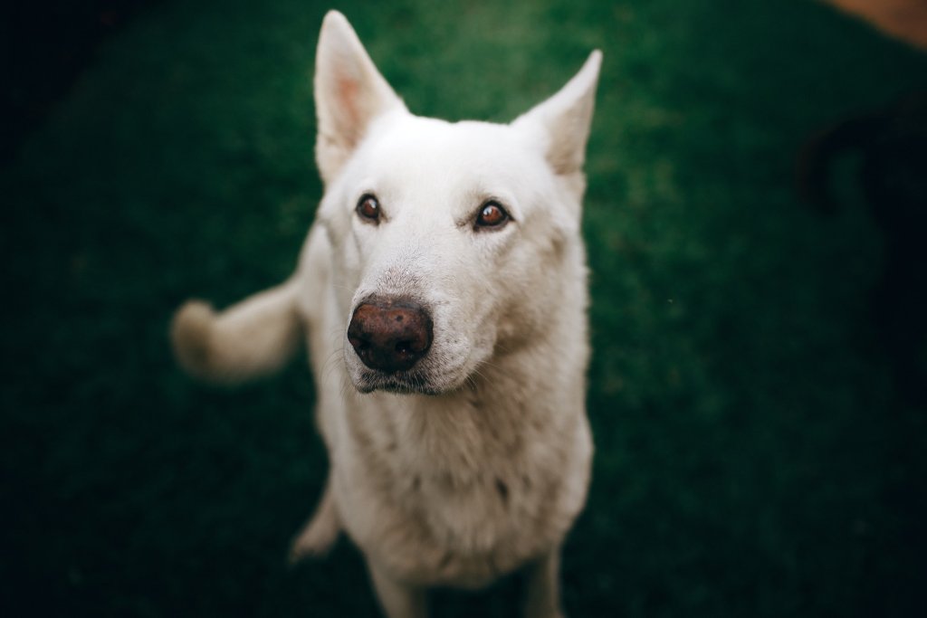 Weißer Schäferhund mit tränenden Augen