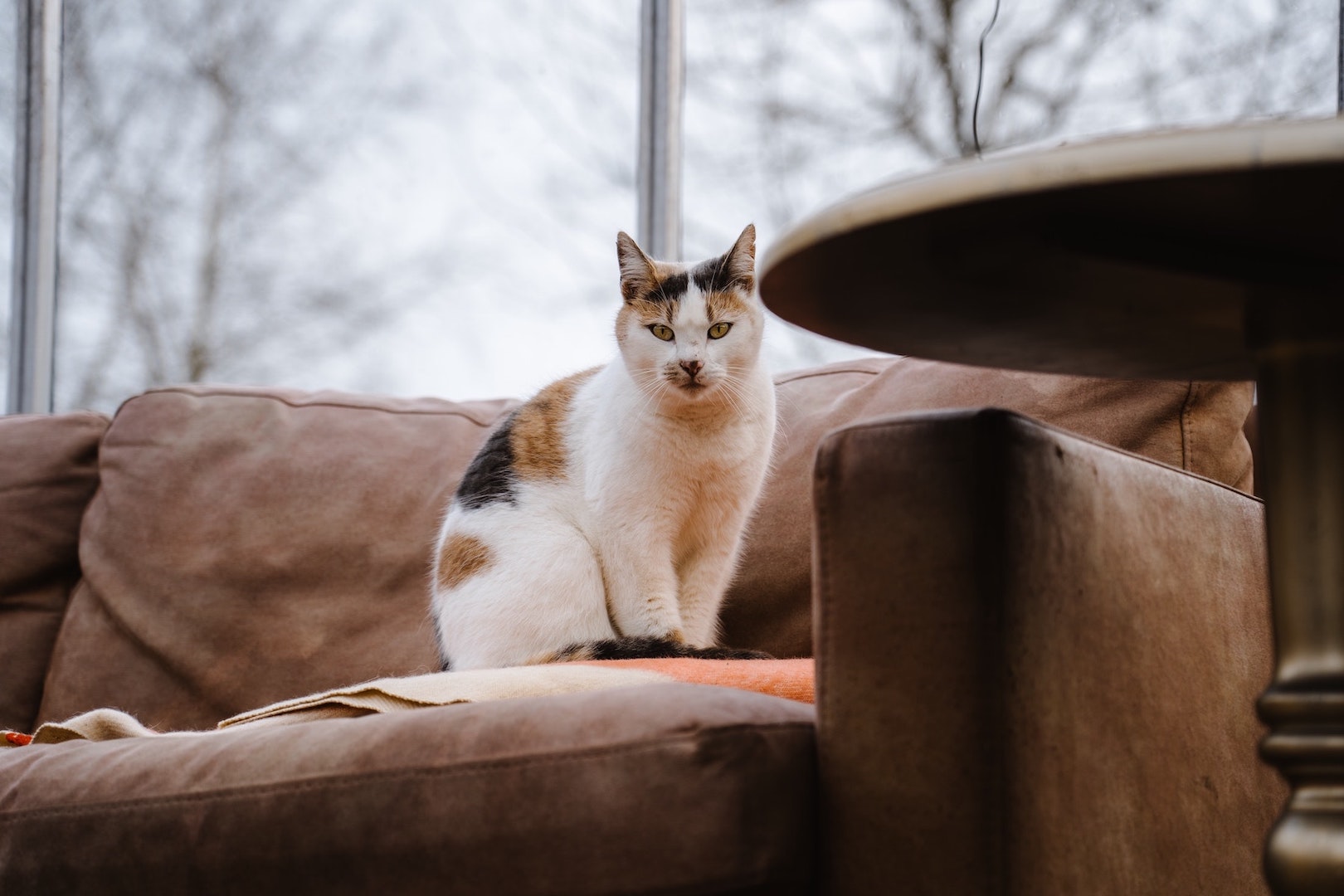 Dreifarbige Katze sitzt auf einer Couch