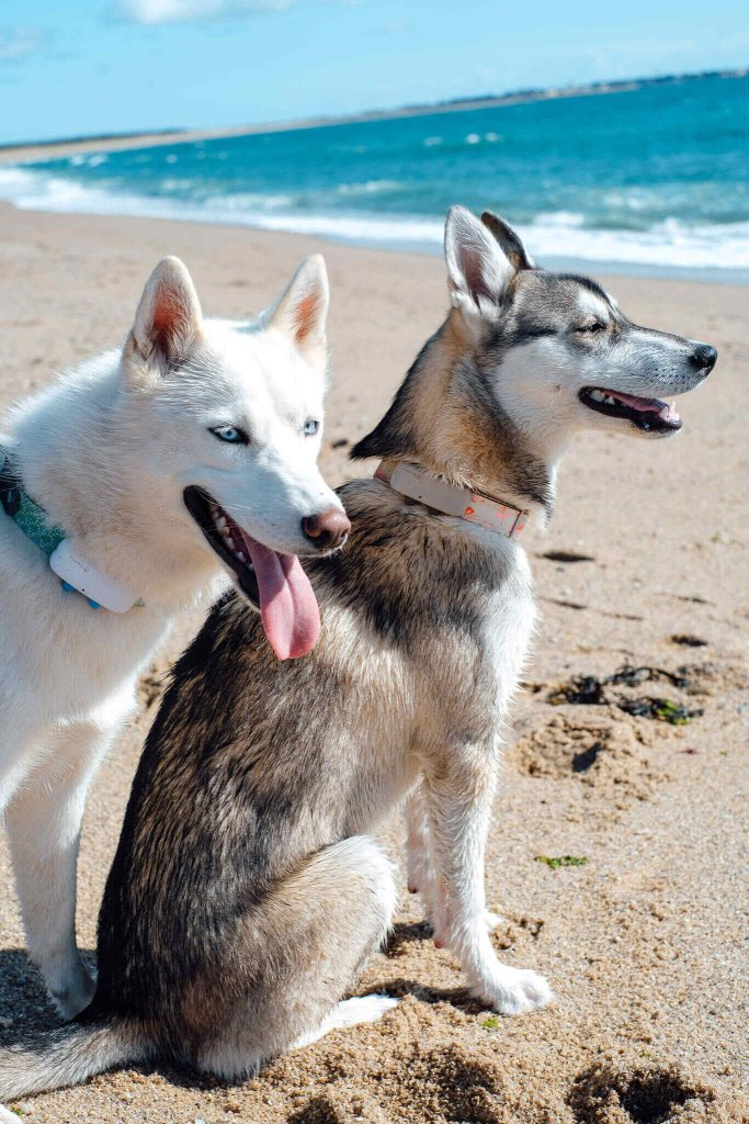 dwa siedzące na plaży psy rasy husky z lokalizatorami Tractive GPS