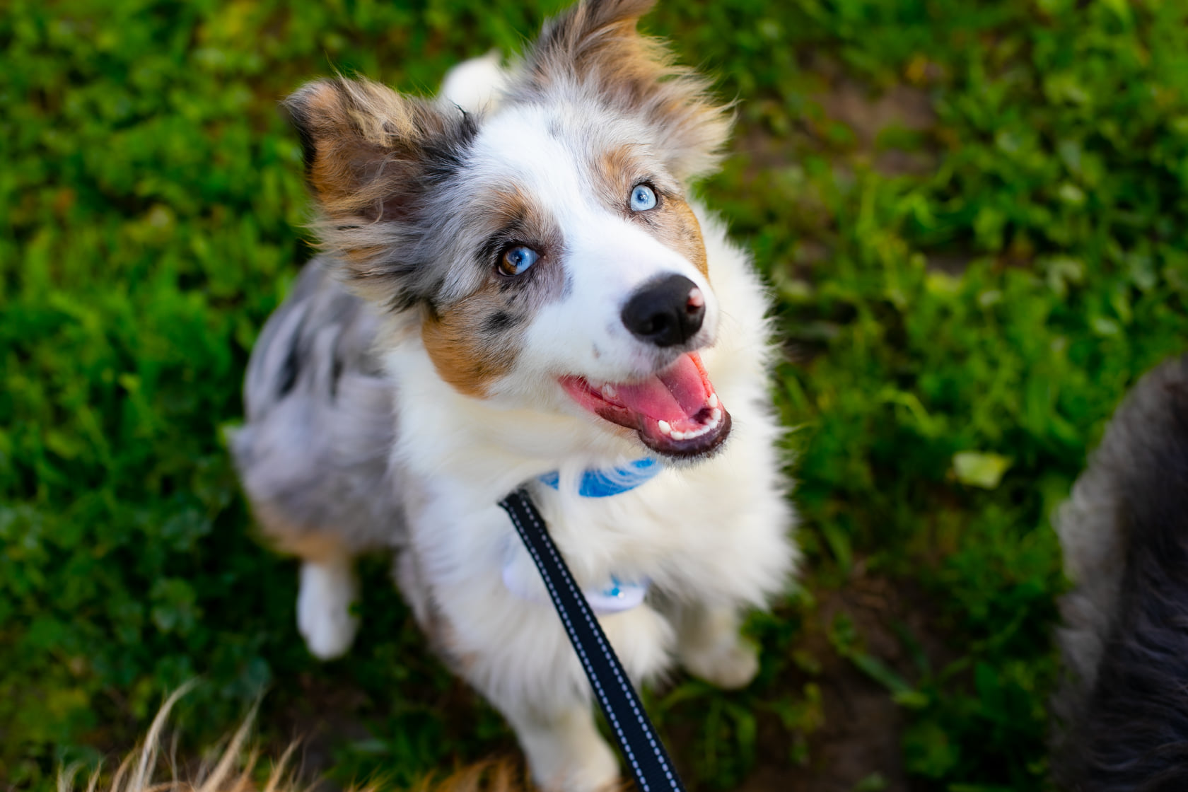 An Australian Shepherd puppy wearing a Tractive GPS tracker, collar, and leash