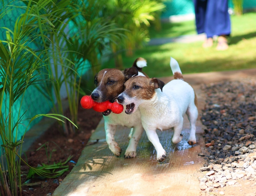 Zwei Terrier spielen gemeinsam