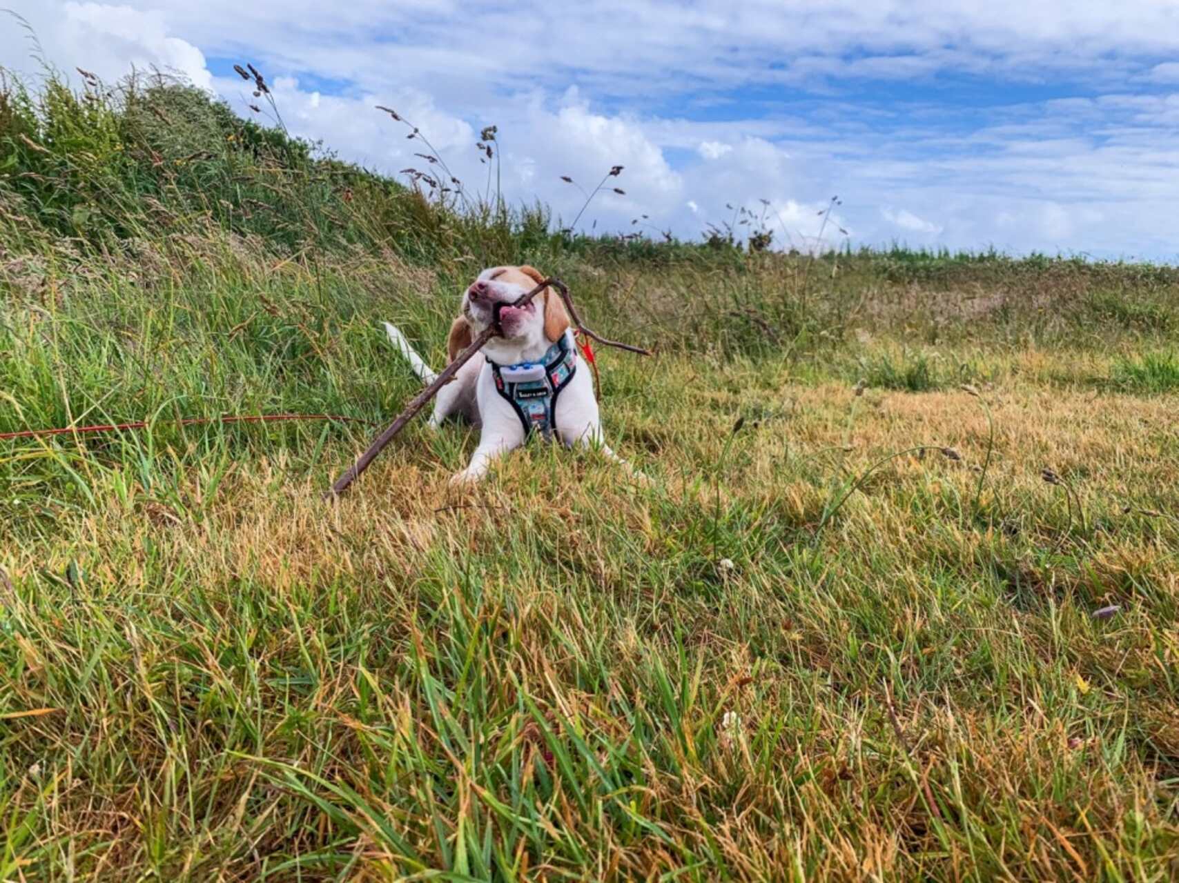 A puppy wearing a Tractive GPS tracker out on a hike with a stick in their mouth 