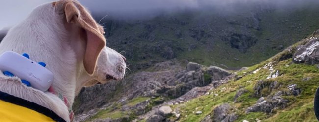 Een hond met een Tractive GPS-tracker die over een berg kijkt