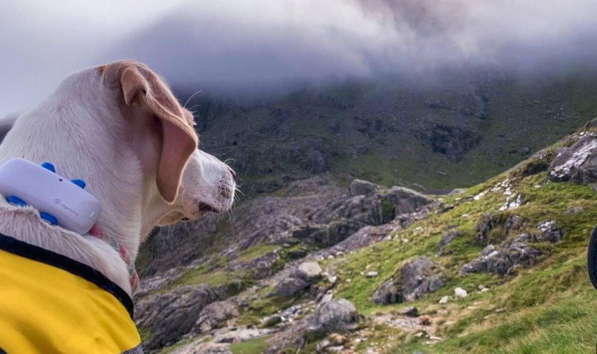 Een hond met een Tractive GPS-tracker die over een berg kijkt