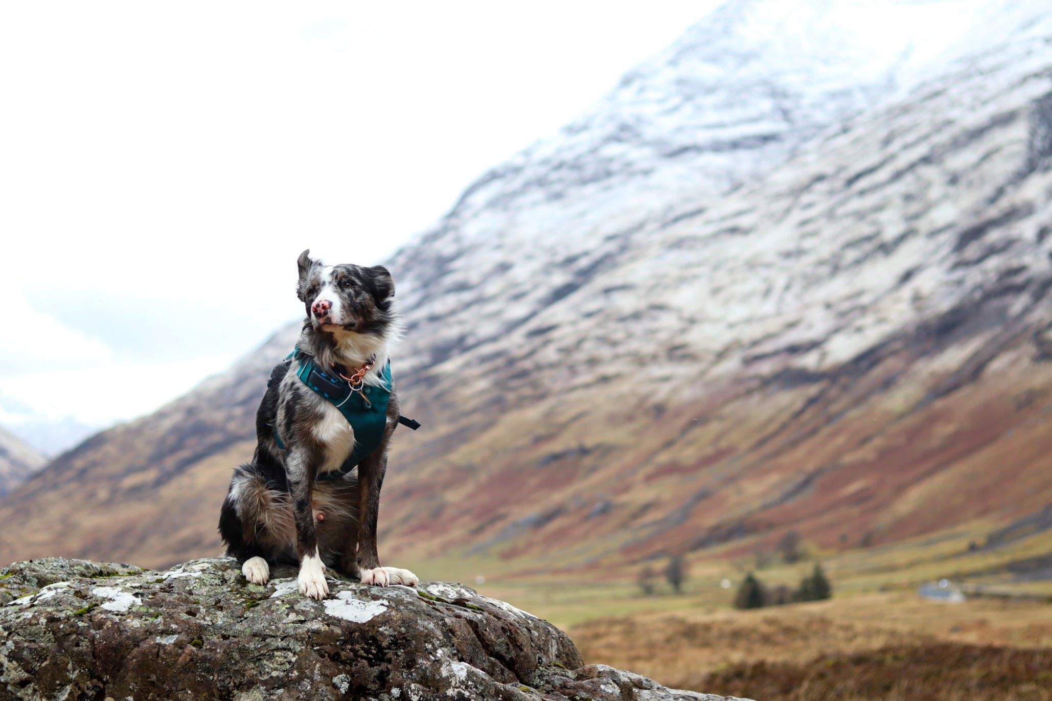 A Border Collie wearing a Tractive GPS tracker sitting by a mountainside