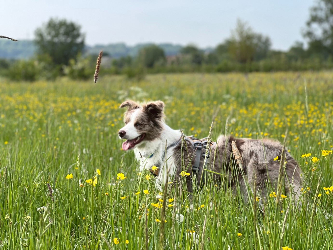 En australsk gjeterhund med en Tractive GPS-tracker på selen, står ute på en blomstereng