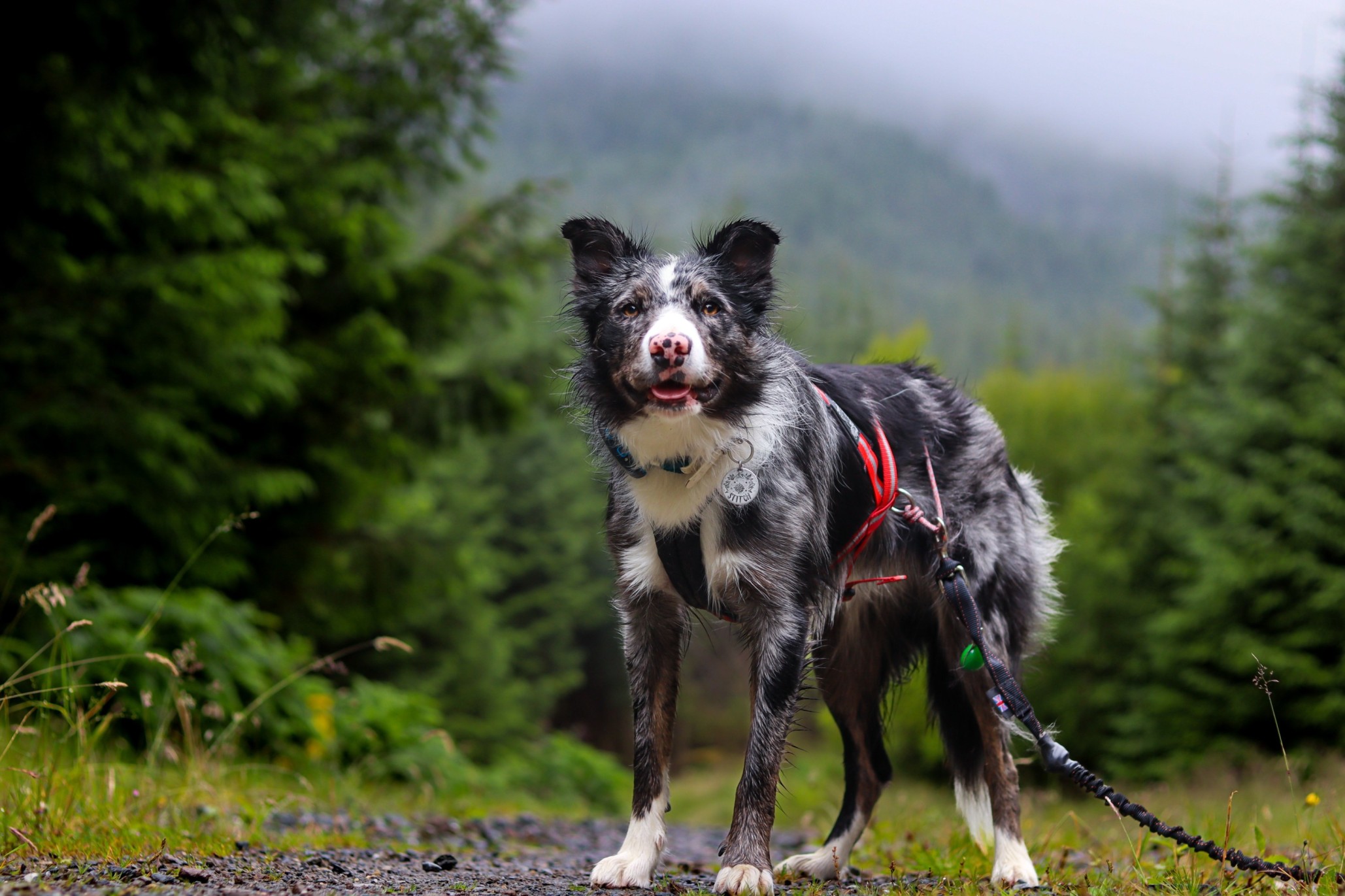 En Border Collie iført en Tractive GPS på tur i en skog