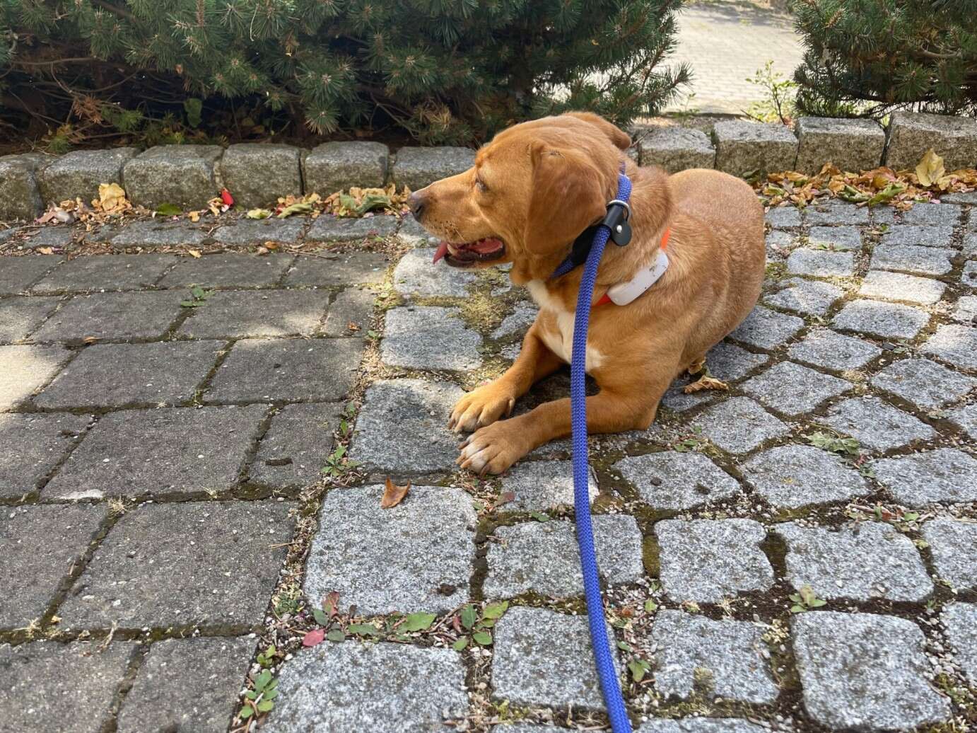 pies na smyczy z lokalizatorem Tractive GPS przy obroży