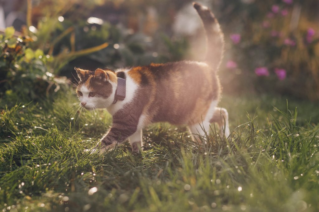 Dreifärbige Katze trägt Tractive GPS Cat Mini und streift durch den Garten