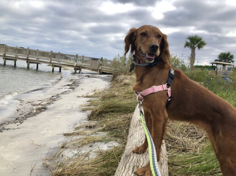 Marnie the Irish Setter