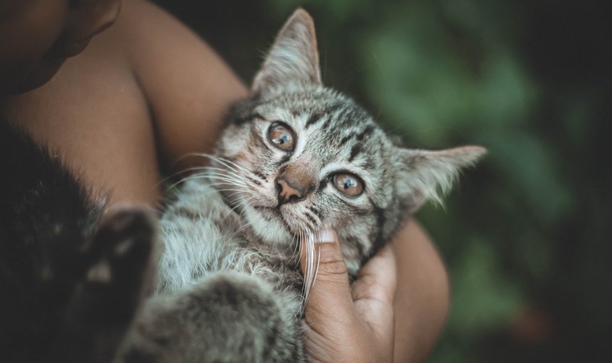 Frau hält Katze im Arm