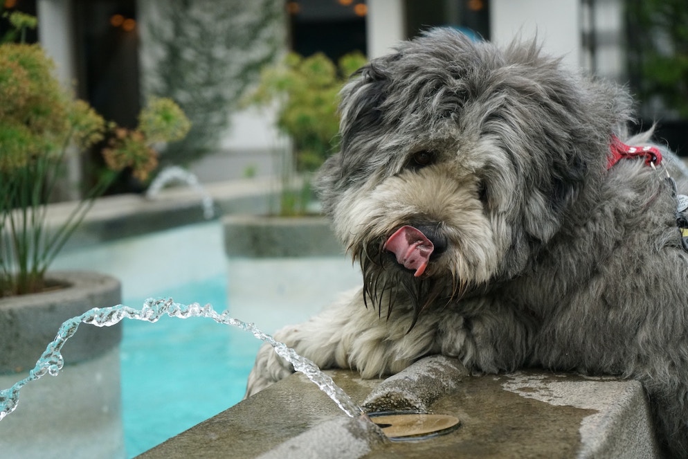 Hund trinkt von einem Brunnen