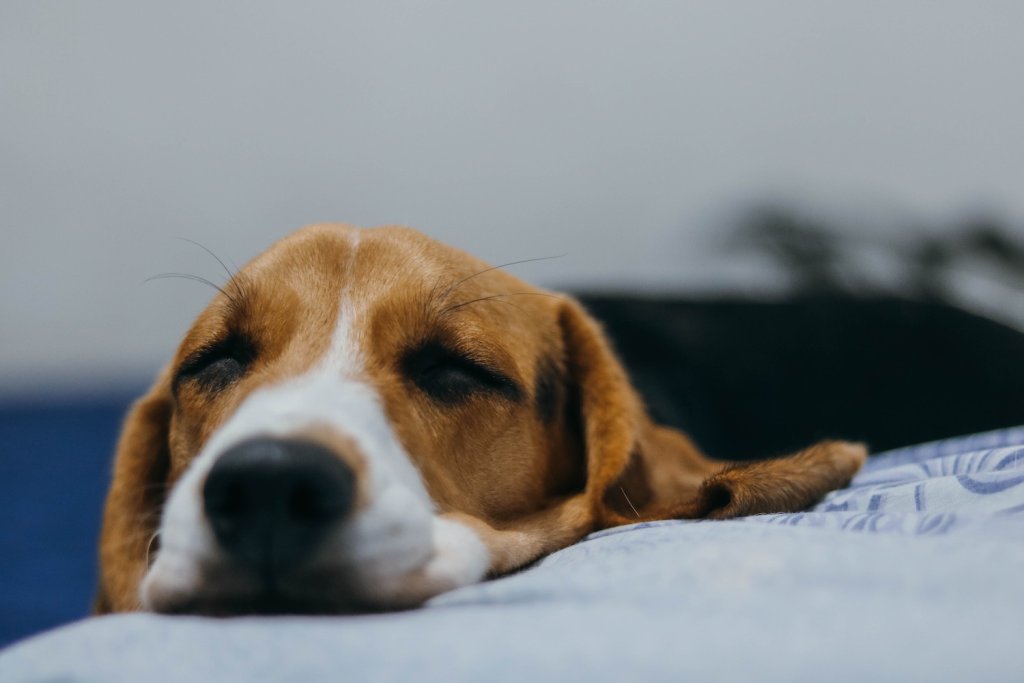 Beagle liegt erschöpft auf einem Bett