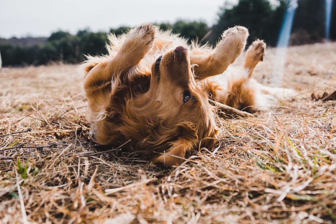 Hund liegt im Freien auf dem Rücken und sonnt sich