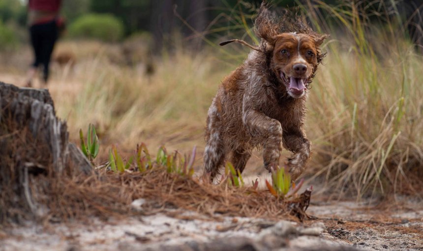 A dog running away from its owner