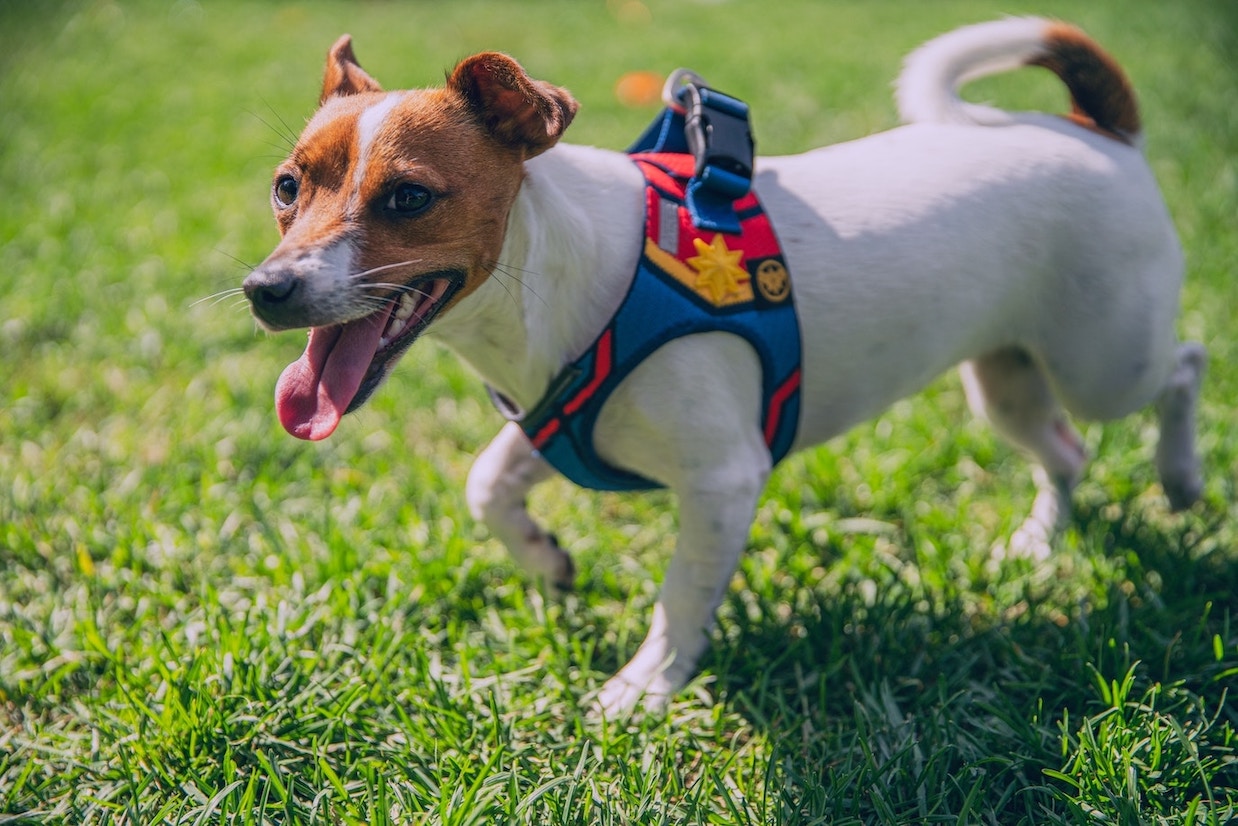 Kleiner Hund mit buntem Geschirr in der Wiese