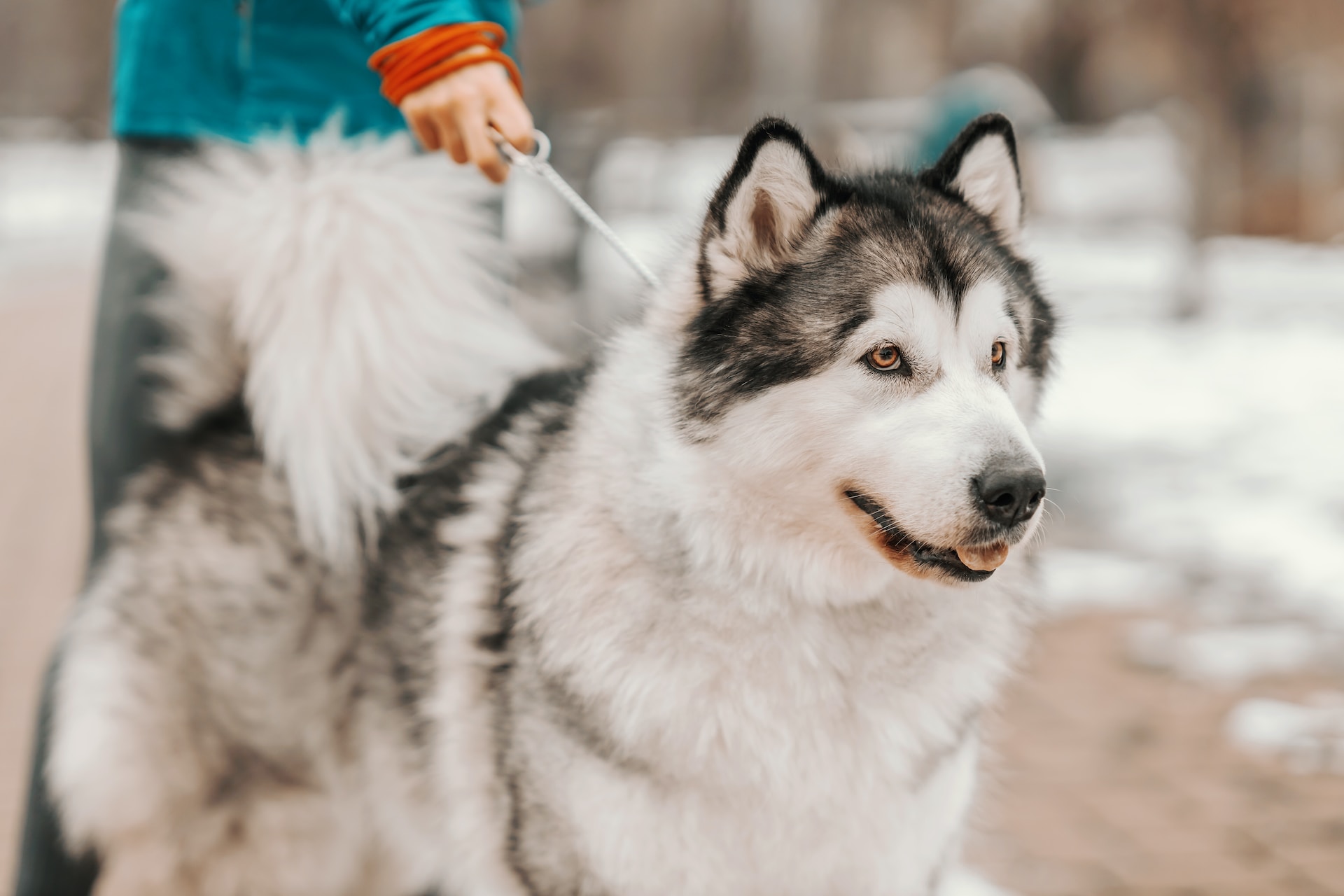 An Alaskan Malamute walking outdoors on a leash