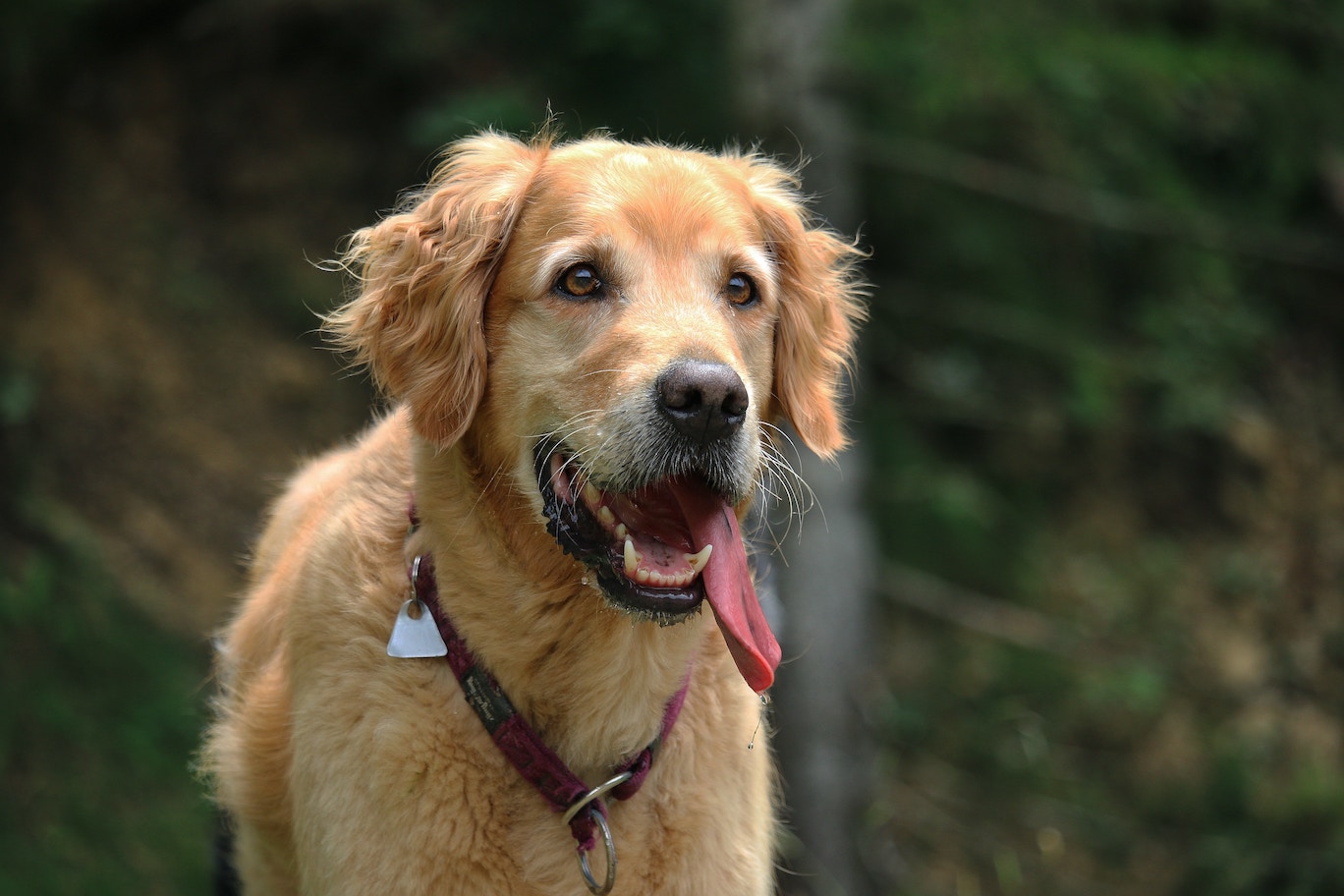 Golden Retriever trägt stabiles Halsband mit Ringen