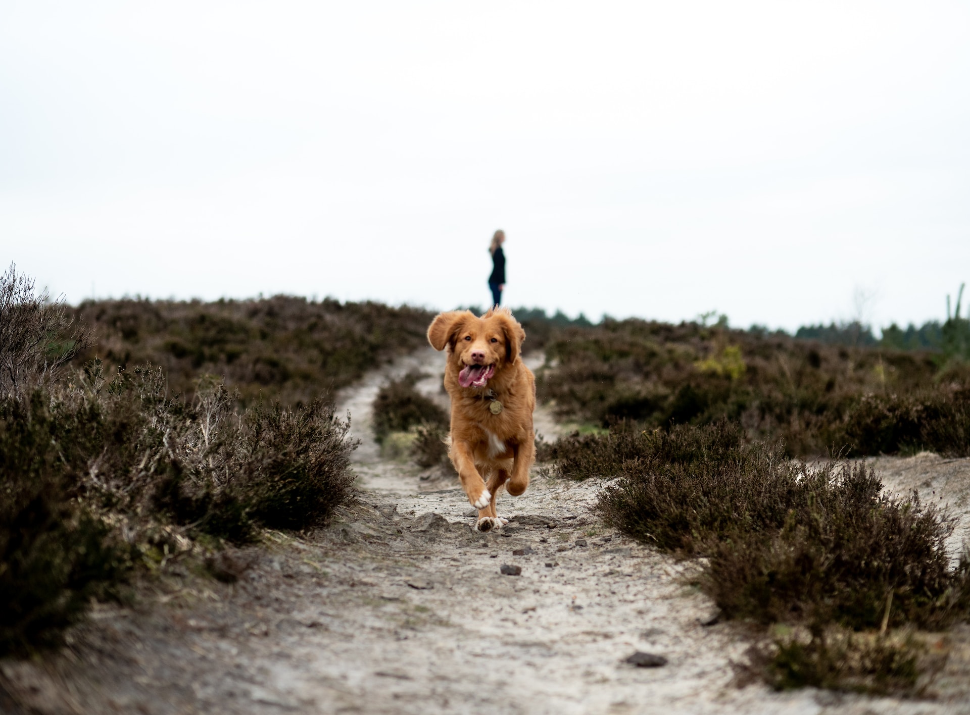 A dog running away into a forest with a woman standing in the background