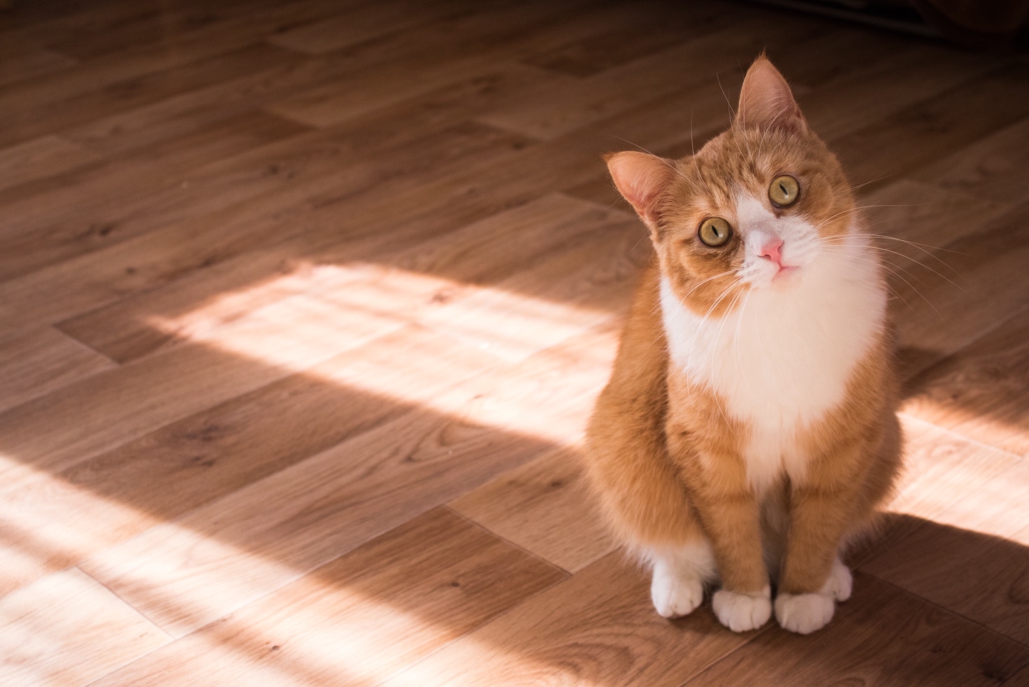 Rot-weiße Katze sitzt interessiert am Boden