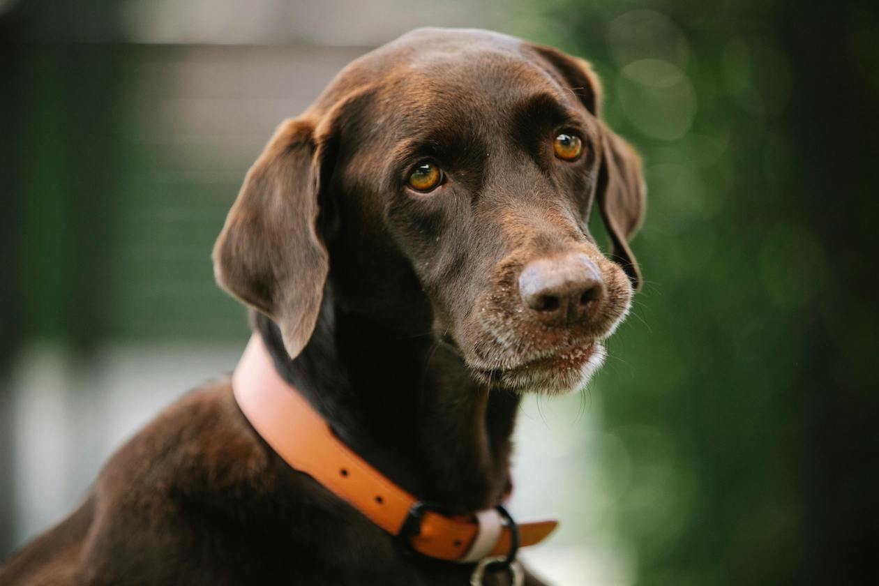 Brauner Hund trägt Lederhalsband