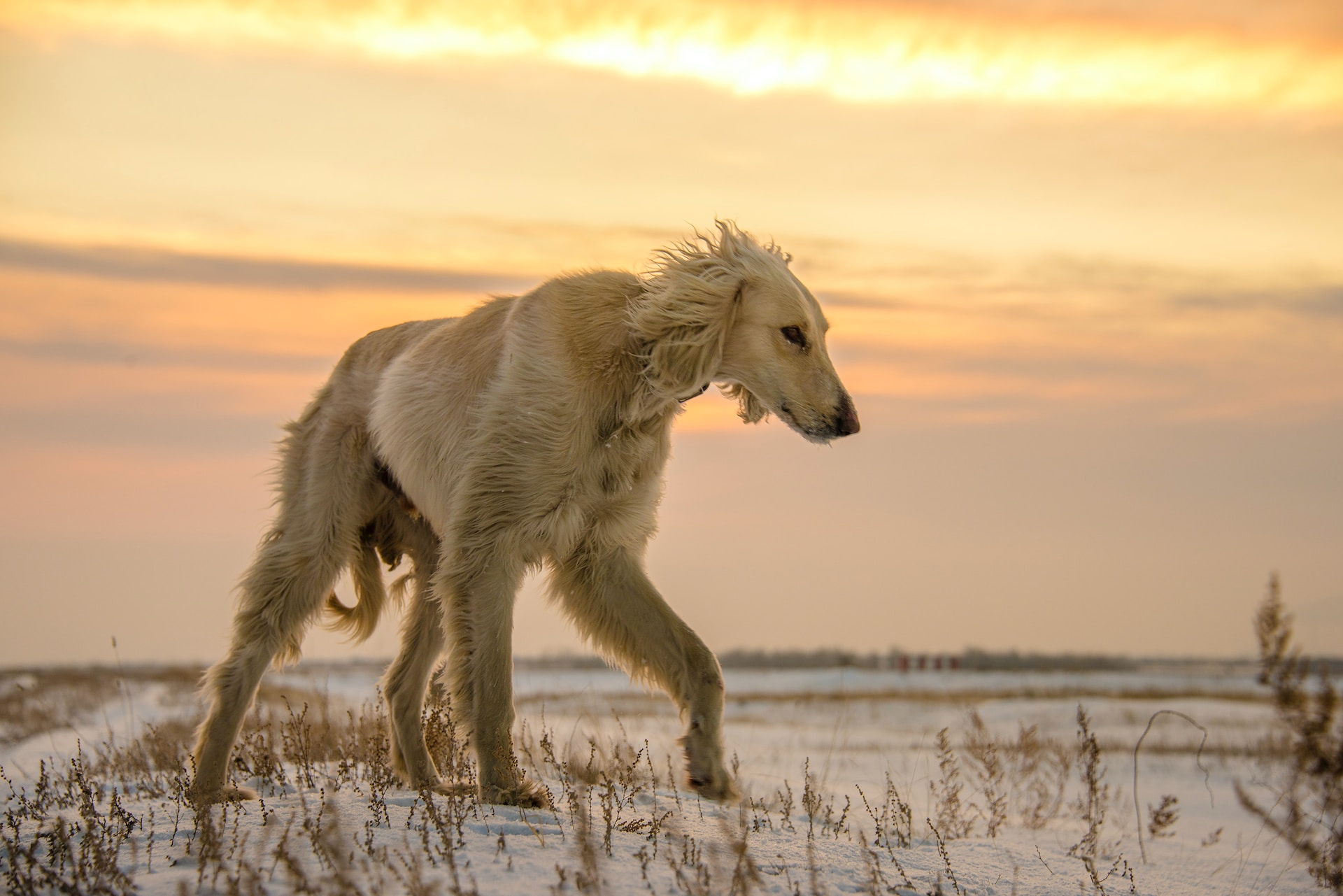 A Borzoi dog walking along a snowy path