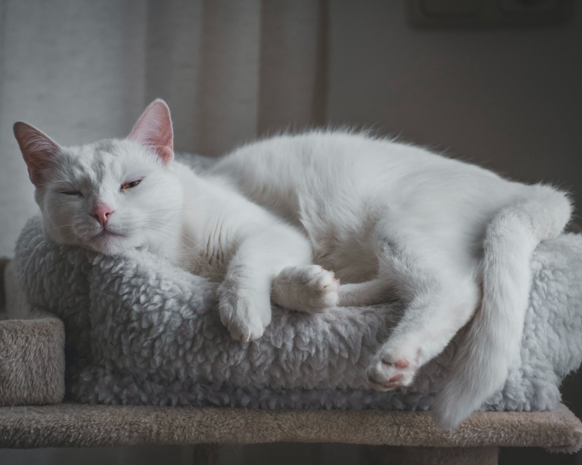 A cat curled up on a pillow with their eyes barely open