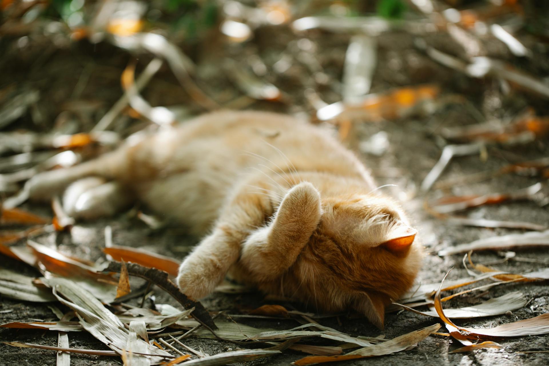 A cat sleeping with a paw over their face