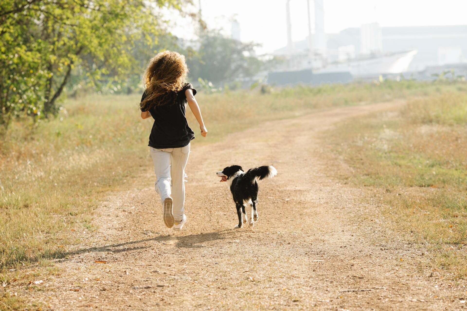 A woman chasing an off leash Border Collie outdoors