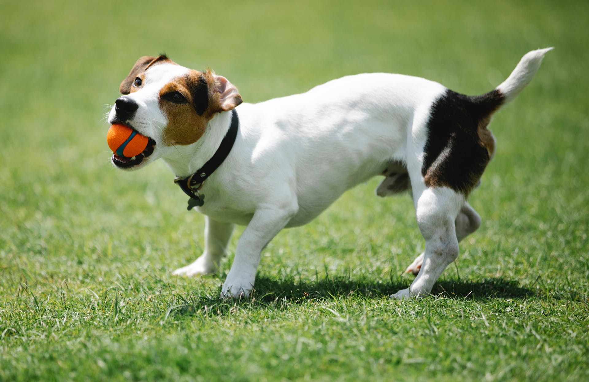 En Jack Russell-terrier utepå plenen med en ball i munnen