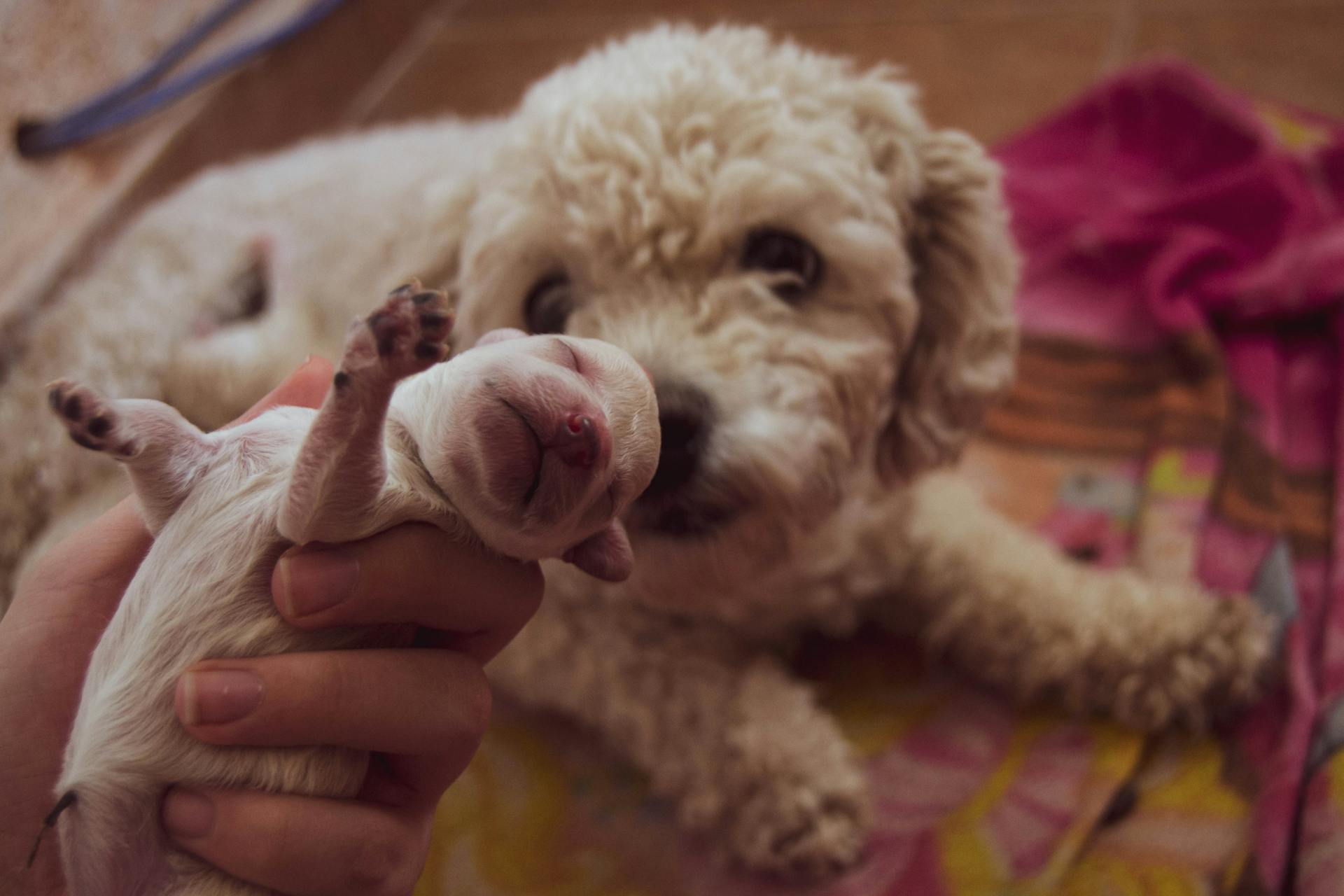 A newborn puppy next to Mama dog