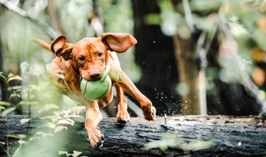 A Vizsla dog running through a forest with a ball in their mouth