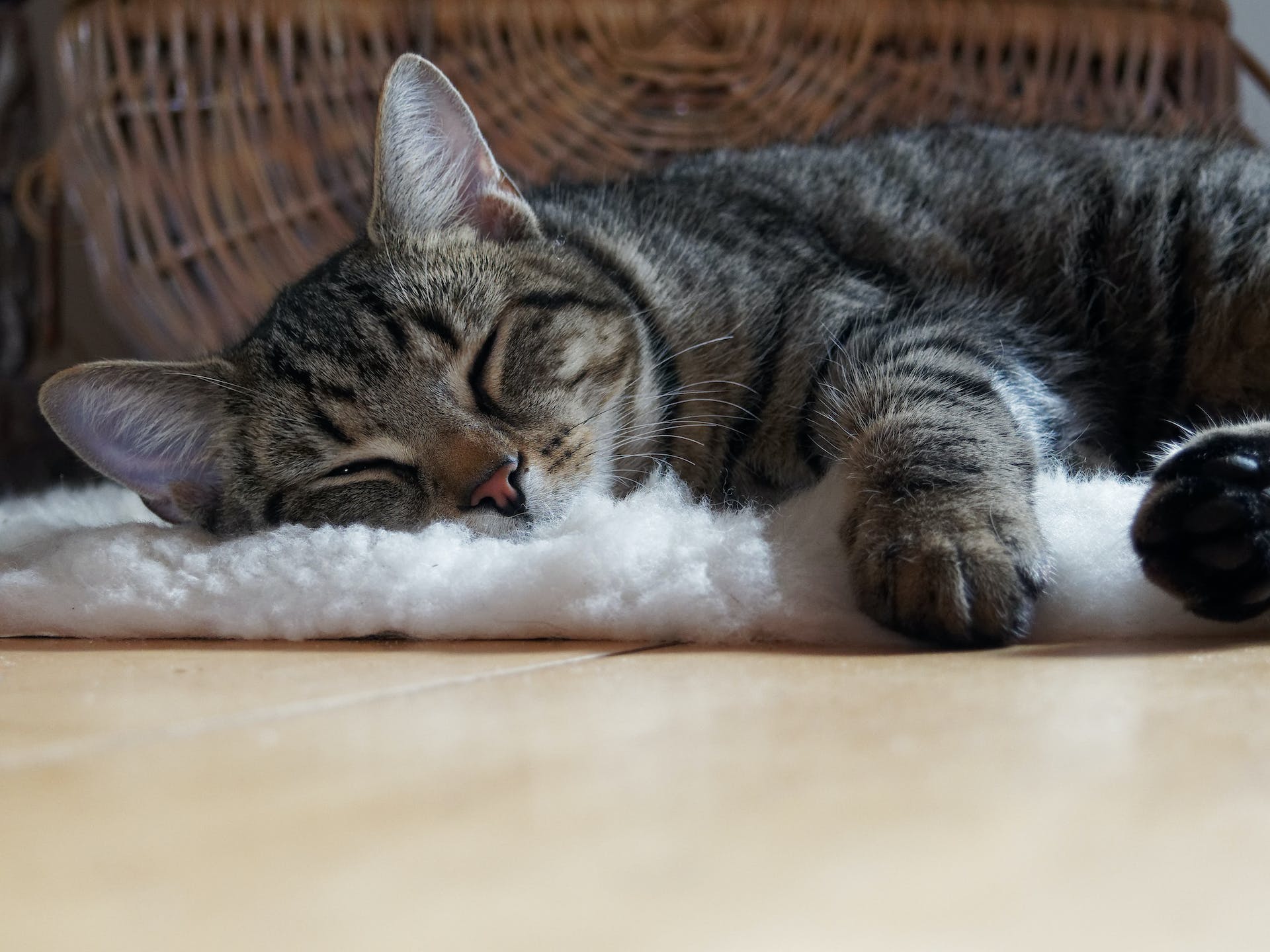 A cat sleeping on their side on a soft blanket