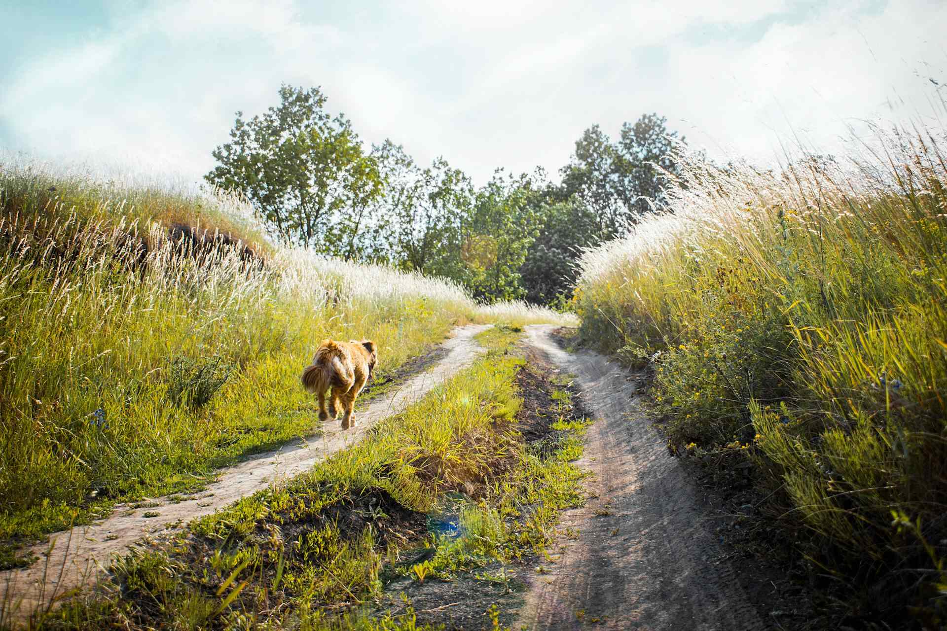 A dog running off into a field