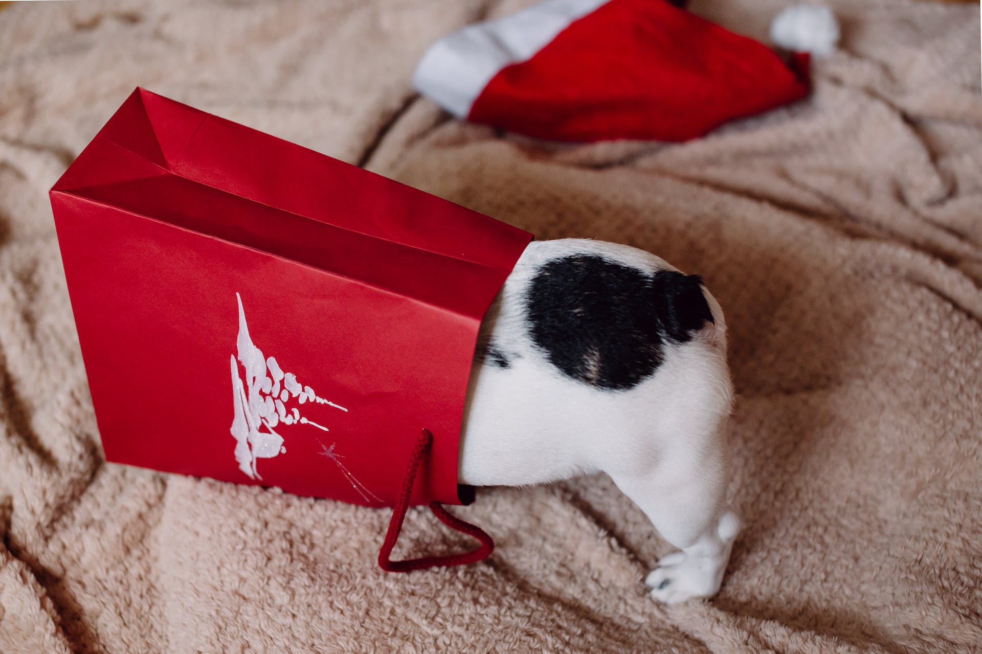 A puppy trying to hide inside a shopping bag